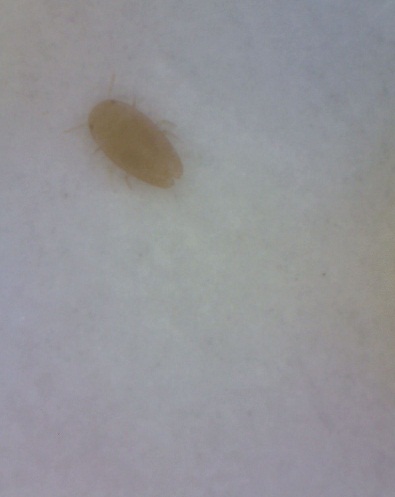 USB Mikroskop 1.3 MPx 27-100x